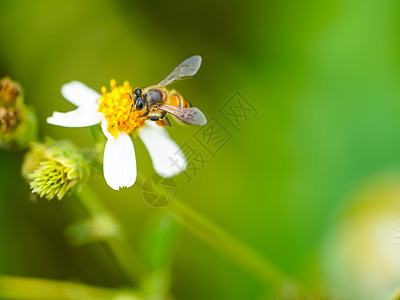 特写小蜜蜂花粉白花图片