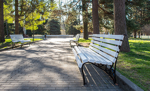 清晨公园小巷的长凳上摆着长椅晴天途径小路森林娱乐休息植物座位场景人行道图片