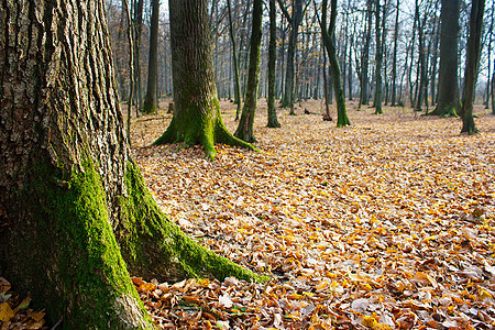 秋末森林农村绿色小路环境苔藓分支机构树叶树干黄色乡村图片