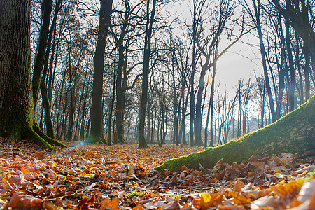 森林的秋天树干季节黄色乡村木头苔藓树叶绿色小路农村图片