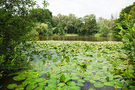 长出水百合的湖泊阳光环境反射风景植物学公园黄色草本植物叶子晴天图片