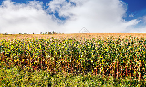夏季日的玉米田地平线草地季节收成太阳蓝色农场农村麦田阳光图片