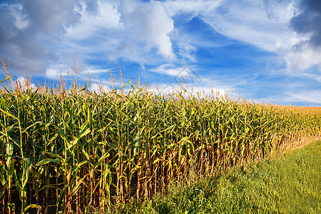 夏季日的玉米田国家叶子季节地平线农业土地农田场地天空生长图片