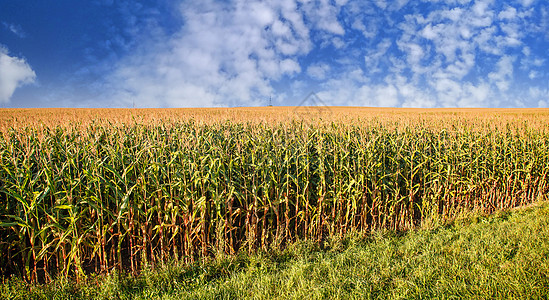 夏季日的玉米田叶子农田太阳生长土地蓝色国家麦田农业食物图片