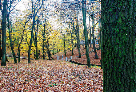 秋天城市公园城市花园公园树叶树木阳光叶子橙子小路场景图片