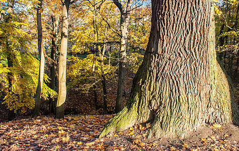 秋天在森林中长树大树太阳植物季节树干森林生长树叶风景橡木晴天图片