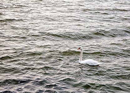 秋天在湖上漂浮的白天鹅图片