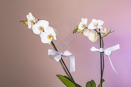 粉红背景的白兰花礼物花瓣植物学婚礼庆典植物群紫色叶子花束周年图片