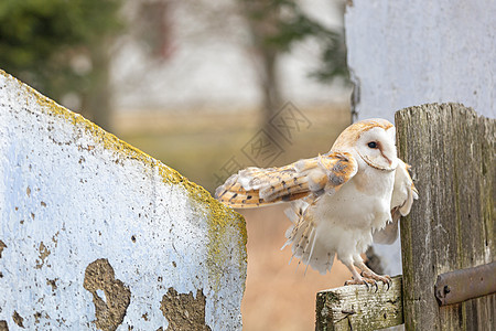 谷仓猫头鹰伸展翅膀的明亮形式肖像图片