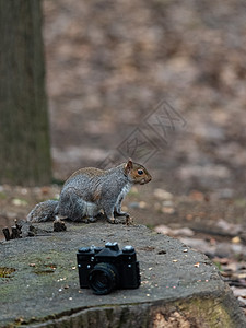 灰松鼠在旧相机附近吃花生荒野森林哺乳动物毛皮树叶木头生物野生动物公园树木图片