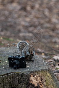 灰松鼠在旧相机附近吃花生木头动物荒野毛皮哺乳动物松鼠生物树木森林野生动物图片