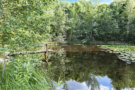 夏季在一个森林池塘中 绿色森林和蓝天空的反射图片