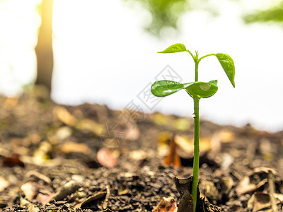 在森林中播种年青植物的树芽叶生态土壤白色绿色幼苗生活生长叶子森林图片