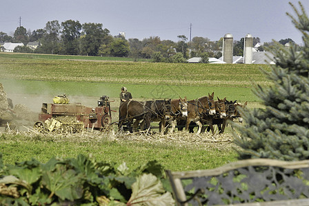 秋天收割田地的阿美家庭干草玉米工作农民土地女性收获旅行场地农田图片