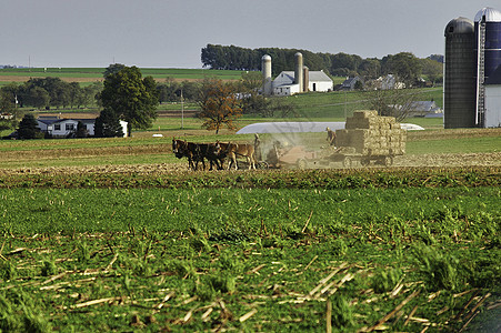 秋天收割田地的阿美家庭加载土壤农民场地团队动物男人农场晴天马匹图片