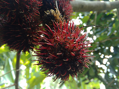 苦姜 是姜科植物的一种 有时在各种菜肴中用作食品调味剂和开胃菜花园植物学公园生姜马来语丛林园艺热带根茎雨林图片