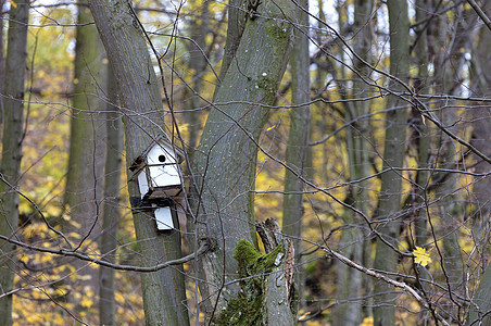 挂在森林一棵树上的鸟屋图片