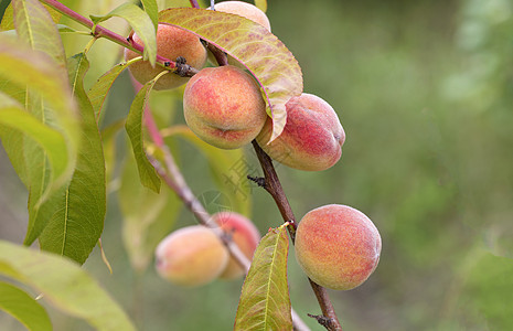 成熟的甜桃子生长在树枝上图片