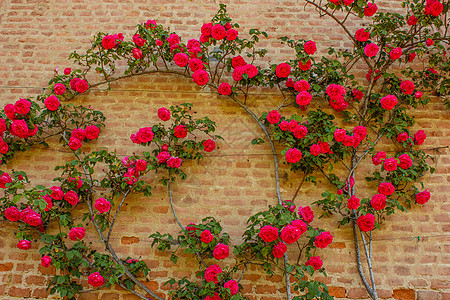 一朵玫瑰爬在砖墙上红色砖块粉色树叶荆棘分支机构背景图片