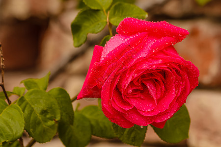 雨后湿玫瑰树叶花朵粉色花瓣荆棘图片