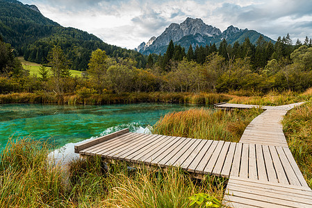 Zelenci阿尔卑斯湖Alpine湖的绿化水域风景森林旅游反射高山季节湿地墙纸天桥叶子图片