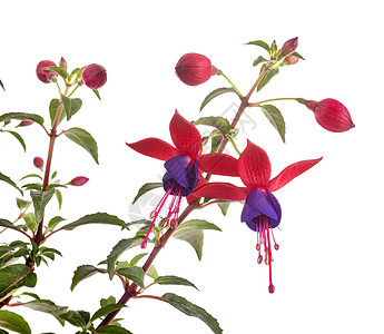 在演播室的Fuchsia紫红色三叶植物粉色花园工作室图片