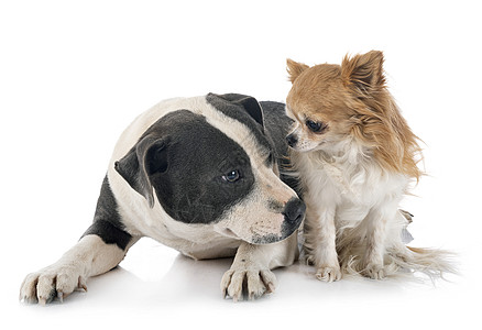 塔戈尔德郡公牛田和吉瓦华白色猎犬动物小狗灰色职员工作室宠物图片