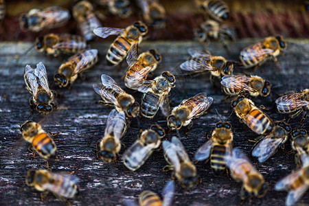 蜂蜜进口处的Heneybee或蜂蜜蜜蜂食物花蜜宏观蜂窝养蜂业花粉蜂房昆虫农场图片