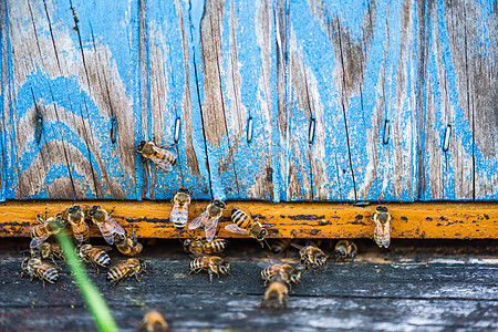 蜂蜜进口处的Heneybee或蜂蜜蜜蜂养蜂业花蜜蜂房食物农场蜂窝花粉宏观昆虫图片