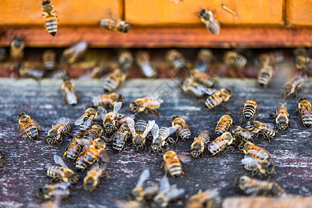 蜂蜜进口处的Heneybee或蜂蜜蜜蜂花蜜蜂房食物花粉养蜂业宏观蜂窝农场昆虫图片