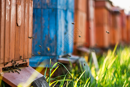 Meadow市外传统林木蜂蜜蜂养蜂场阳光昆虫农场荒野蜂巢养蜂人蜂蜜黄色草地蜂房图片