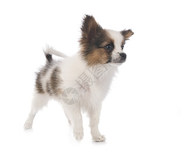 演播室里的帕皮隆狗工作室长发动物耳朵宠物三色图片