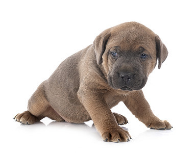 小狗可口可乐棕色甘蔗灰色獒犬工作室动物宠物背景图片