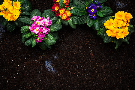 园艺活动 Hobby和Lisure 在早春花园园丁手套背景土壤成套工具季节小样闲暇花瓣图片