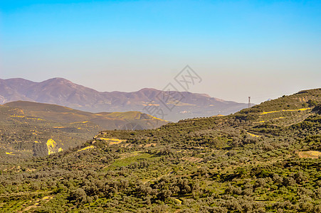 在Crete(橄榄树岛)种植橄榄树植树图片