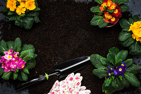 家庭概念园圃 布置开花的普里穆拉或普里姆罗斯成套植物背景边框花瓣园艺花园小样闲暇手套图片