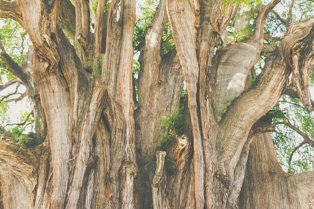 墨西哥瓦哈卡州著名的图勒树旅游社论古董分支机构树叶景点图片