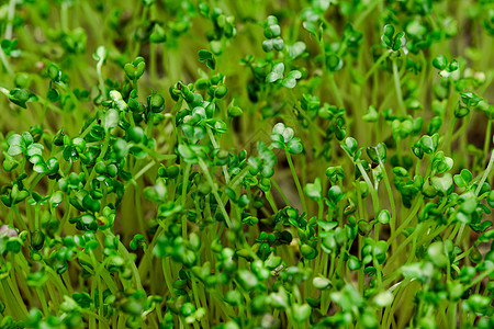 KITchen家咖啡馆生生物芽生长叶子生态园艺季节发芽树叶生产种子宏观沙拉图片