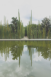 瓦哈卡墨西哥的民族植物园旅游绿色植物博物馆景点花园植物群图片