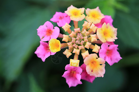 黄色和粉红色花束放在一朵花中叶子粉色植物异国热带植物群情调花园背景图片
