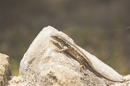 岩石特写照片上的蜥蜴鬣蜥爬虫爪子背景图片