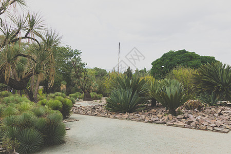 瓦哈卡墨西哥的民族植物园植物群植物绿色花园旅游景点博物馆背景图片
