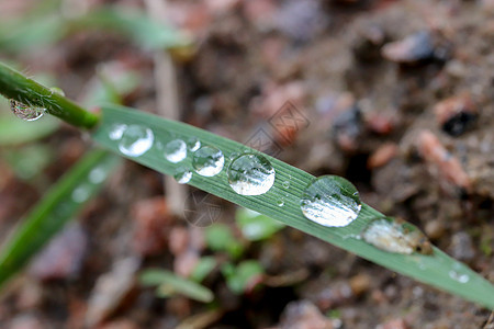 三次露水滴在叶叶上植物学叶子植物群背景图片