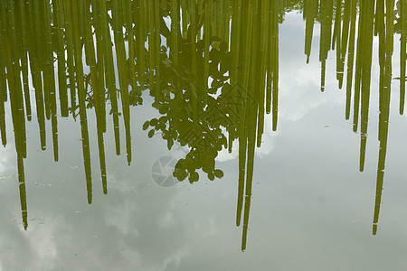 在湖上反射仙人掌植物天空图片