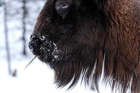 欧洲野牛 特写冬季海索的肖像国家动物公园荒野野生动物奶牛哺乳动物季节男性水牛图片