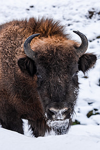 欧洲野牛 特写冬季海索的肖像野生动物哺乳动物男性季节喇叭奶牛公园濒危环境动物图片