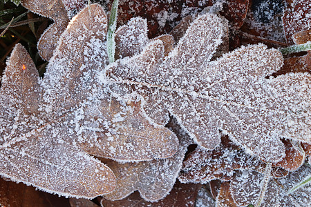 森林橡树叶上的霜冻冰 露光的霜霜叶表面宏观雪花植物植物群阳光天气水晶季节叶子冻结图片