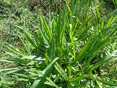 特写具有自然背景 巨大的热带草食物场地动物种植园季节荒野草地生长环境叶子图片