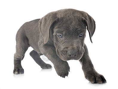 小狗可口可乐蓝色动物宠物灰色工作室獒犬棕色甘蔗背景图片