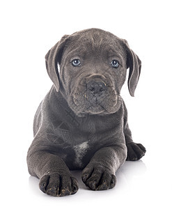 小狗可口可乐宠物棕色动物獒犬灰色甘蔗工作室蓝色背景图片